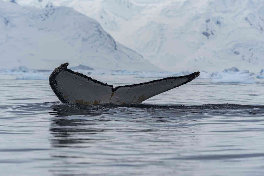 Ballena Minke - Antártida 25.jpg